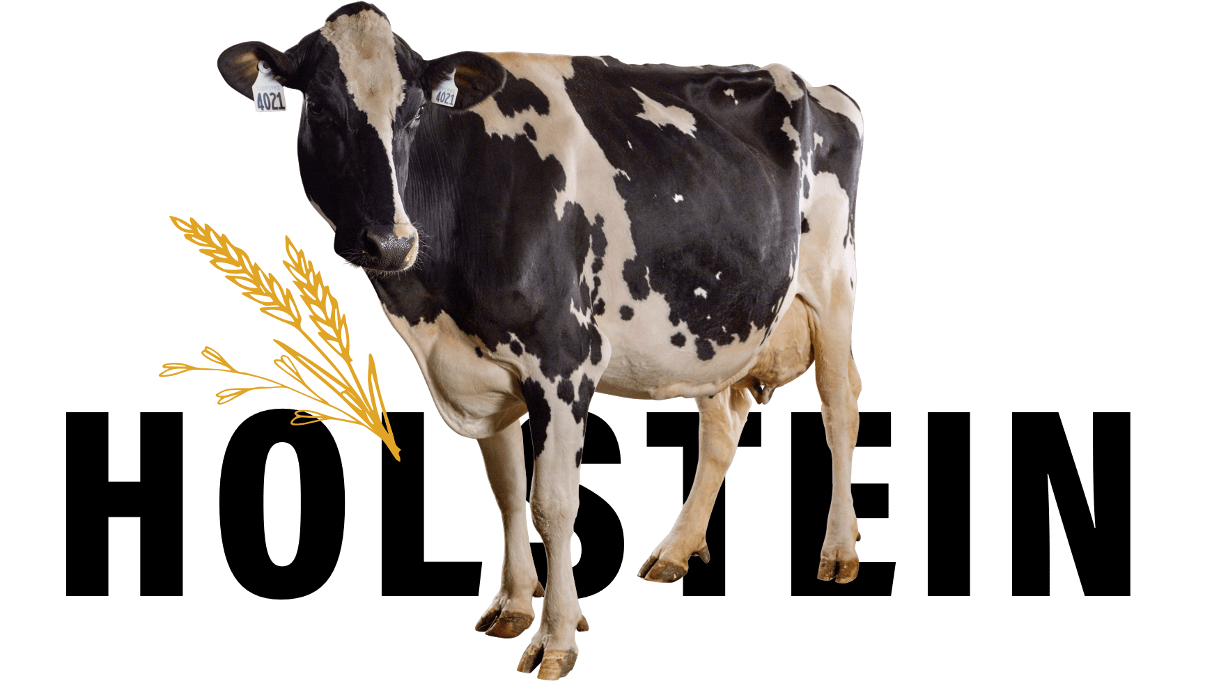 Holstein-16x9@3x